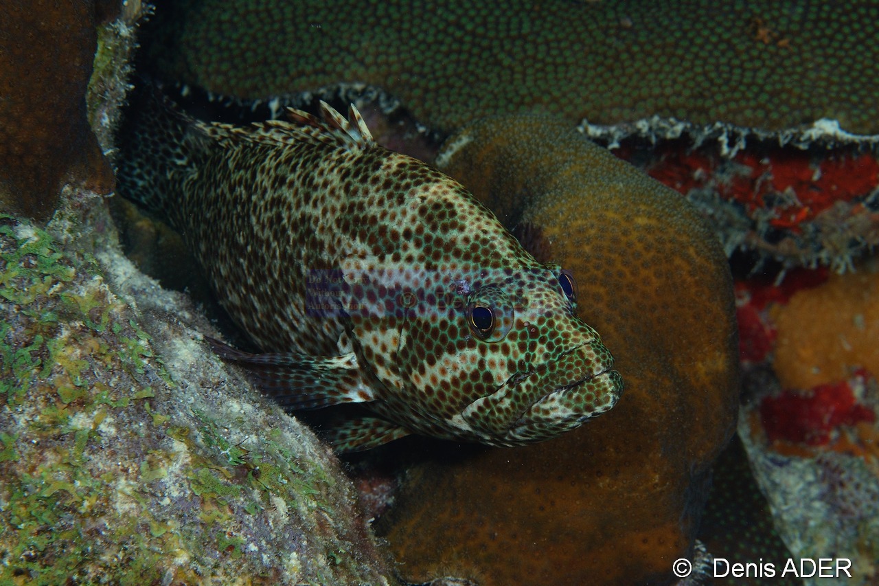 Cephalopholis-cruentatus Vieille de roche-Bonaire Buddy Reef-7m-20180218nuit-Denis-ADER-DSC_6437_tn.jpg